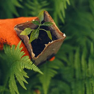 Raw garden cartridges