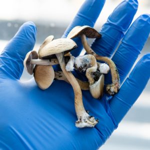 Psilocybin/Hallucinogenic Mushrooms in Concord, CA